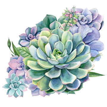 agave, art, background, beautiful, birthday, blossom, botanical, botany, bouquet, branch, cactus, card, decor, decoration, decorative, desert, design, drawn, echovirus, elegant, element, flora, floral