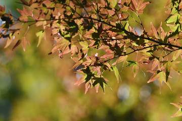 紅葉したモミジ