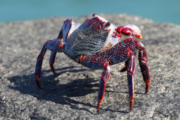 rote_Klippenkrabbe