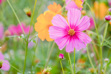 Soft And select Focus,A colorful field of Cosmos Flower is planted for visitors to visit the Cosmos Flower in the winter and the Cosmos Field. Flower is also the meeting of couples on Valentine's Day.