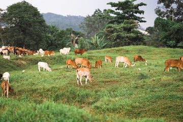 Naklejka na ściany i meble Cows grazing on a green field in a village in a tropical country.