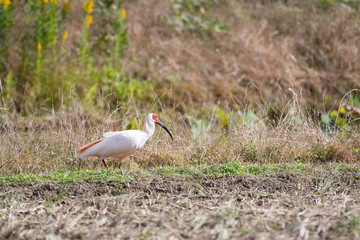 Japanese crested ibis in Sado Island