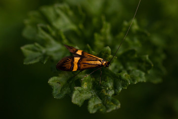 Colorful longhorn moth on a leaf