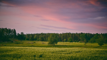 Obraz premium Sunset over a field with trees in the background