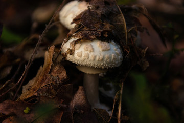 Kleiner Wulstling unter Laub Nahaufnahme