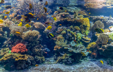 Naklejka na ściany i meble coral reef scenery