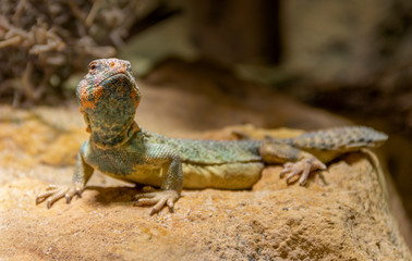 Oman Spiny-tailed Agama