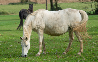 Obraz na płótnie Canvas Horse grazing in the meadow