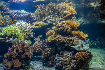 Fototapeta na wymiar coral reef scenery
