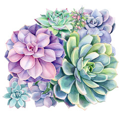bouquet of succulents, green and purple plants, echovirus, watercolor illustration, hand drawing, botanical painting