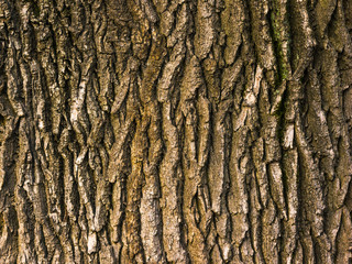 Beautiful natural texture and background of the bark of an old tree closeup