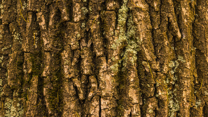 Beautiful natural texture and background of the bark of an old tree closeup