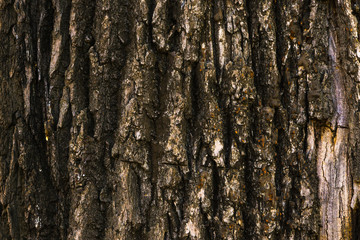 Beautiful natural texture and background of the bark of an old tree closeup