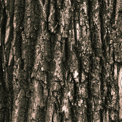 Beautiful natural texture and background of the bark of an old tree closeup