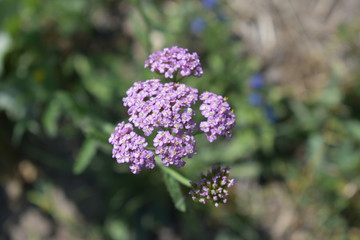 Fototapeta premium kyrgyzstan's flower