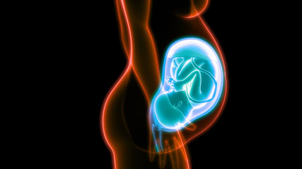Fetus (Baby) in Womb Anatomy - obrazy, fototapety, plakaty