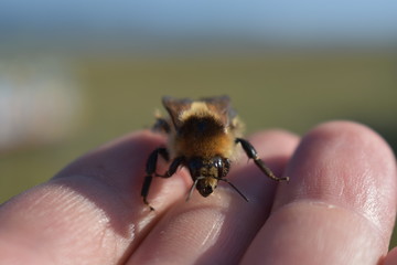 bee