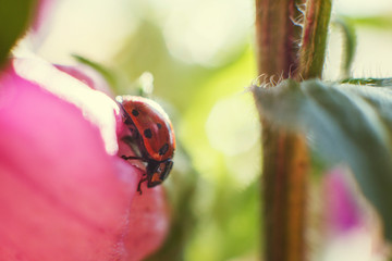 ladybug on  bell flower close up on a green background