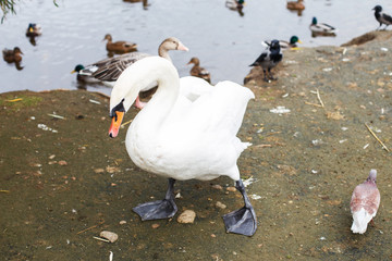 swan by the lake next to other birds. swan on the shore