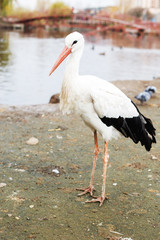 Stork near the lake. portrait of a stork