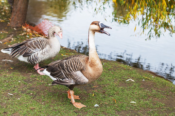 Naklejka na ściany i meble geese walking near the lake. portrait of a duck