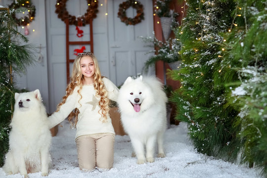 White woolly purebred dogs and a blonde girl surrounded by green New Year trees and on artificial snow in a photo studio.