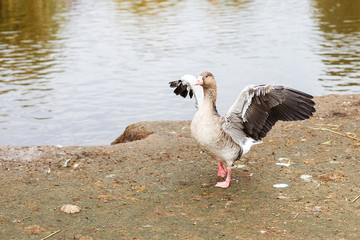 geese walking near the lake. goose flaps its wings dries feathers