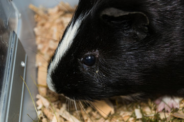 black and white Guinea pig with conjunctivitis