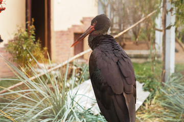 black stork in the zoo. portrait of a black stork