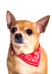 portrait of ginger chihuahua dog on white background