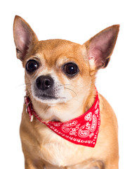 portrait of ginger chihuahua dog on white background