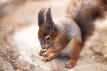 Naklejka na ściany i meble squirrel nibbles acorn. portrait of a squirrel close