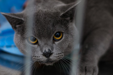 British shorthair cat breed in cage at the veterinary clinic