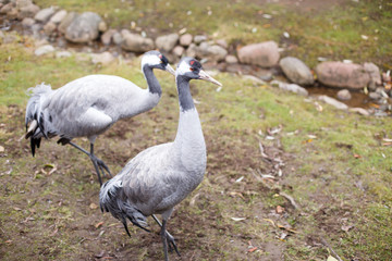 portrait of crane bird on the grass