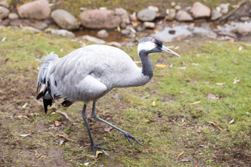portrait of crane bird on the grass