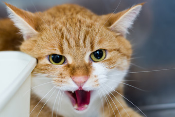 aggressive cat at the veterinary clinic in metallic cage