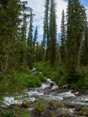 Fototapeta na wymiar Forest stream flows among the fir trees. Siberian taiga Western Sayan