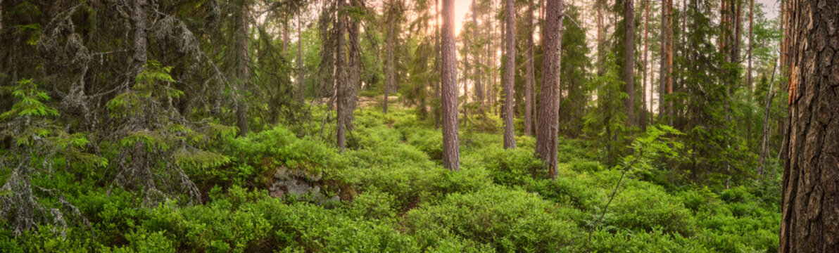Panorama of a forest with pine trees and bright colors with the sun shining in the background