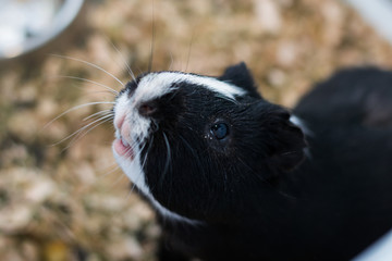 black and white Guinea pig with conjunctivitis
