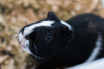 black and white Guinea pig with conjunctivitis