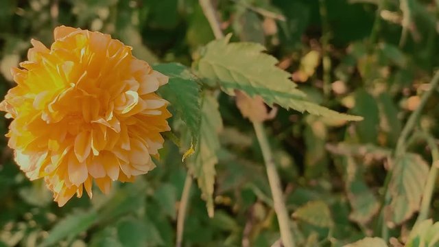 Marigold aka Pleniflora flower close-up.