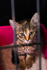 sad kitten in he cage at the veterinary clinic