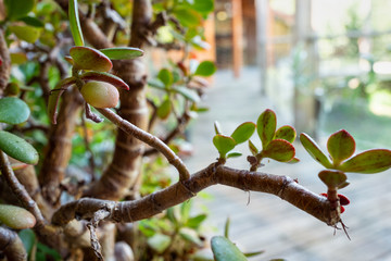 succulente en terrasse