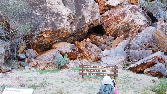 people taking pictures of Black-footed rock wallaby jumping along the walking track of Simpsons Gap, West MacDonnell Ranges National Park, Northern Territory, Australia. SLOW MOTION