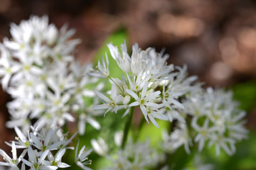 Allium ursinum, wild garlic in wald. Flowers.