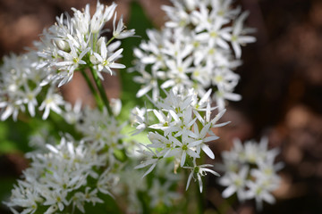 Allium ursinum, wild garlic in wald. Flowers.