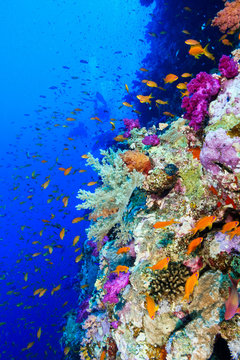 Naklejki Coral Reef at the Red Sea, Egypt