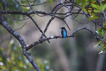Kingfisher / Kingfisher grows on the waterside and jumps into the water to prey on fish and aquatic insects. It is characterized by vivid light blue feathers and long beaks.