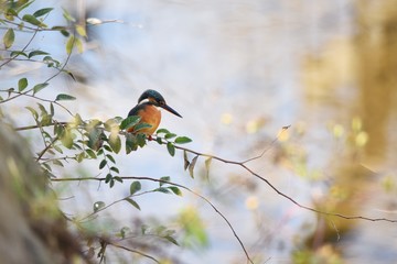 Kingfisher / Kingfisher grows on the waterside and jumps into the water to prey on fish and aquatic insects. It is characterized by vivid light blue feathers and long beaks.