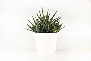 Natural green succulent cactus Haworthia attenuata in white flowerpot isolated on white background